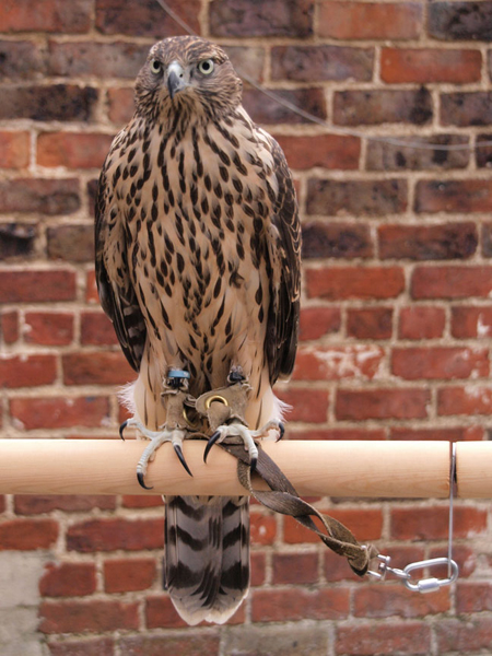 Goshawk on swing perch